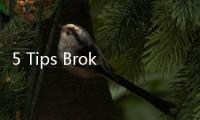 5 Tips Broker Global Octa Meraih Sukses dalam Trading