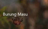 Burung Masuk Pesawat, Terbang Keliling Kabin Kejutkan Penumpang
