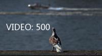 VIDEO: 500 Ribu Kembang di Festival Bunga Tahunan India